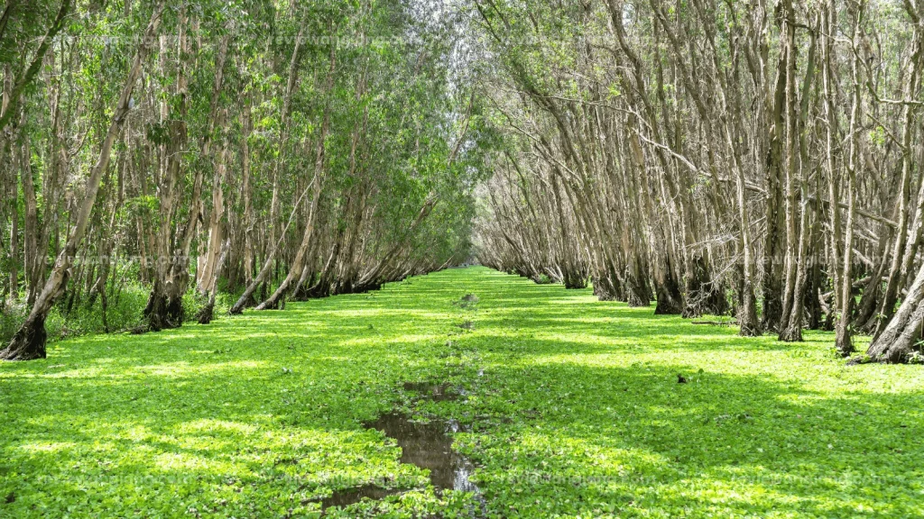 Hình ảnh rừng tràm trà sư