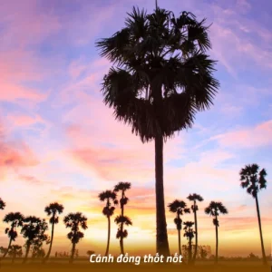 Cánh đồng thốt nốt An Giang