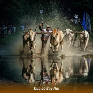 Đua bò Bảy Núi An Giang